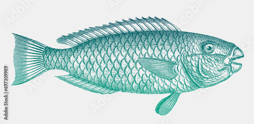Male stoplight parrotfish sparisoma viride, green marine fish in side view