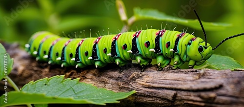 Leaf-dwelling, large verdant caterpillar. photo