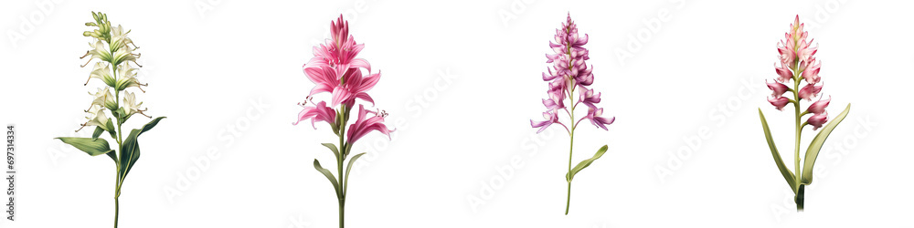 Twayblade Hyperrealistic Highly Detailed Isolated On Transparent Background Png File