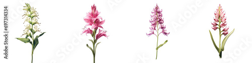 Twayblade Hyperrealistic Highly Detailed Isolated On Transparent Background Png File