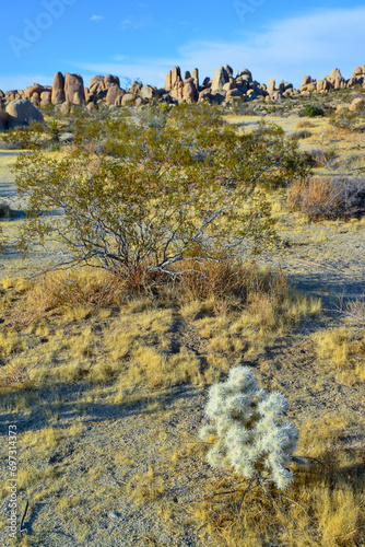 Cylindropuntia echinocarpa - Cholla Cactus Garden Sunset Mojave Desert Joshua Tree National Park photo