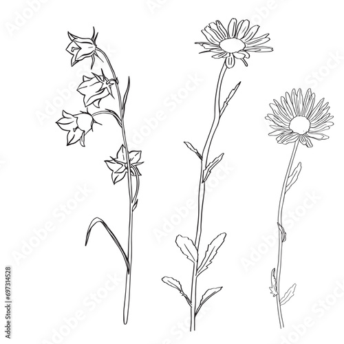 Chamomile Flower herbal. Bluebell flowers. Sketch. Hand drawn outline vector illustration, isolated. White background. Can be Used Template for packing Tea, Cosmetics, Medicines, biological additives