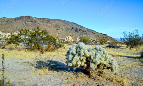 Cylindropuntia echinocarpa - Cholla Cactus Garden Sunset Mojave Desert Joshua Tree National Park photo