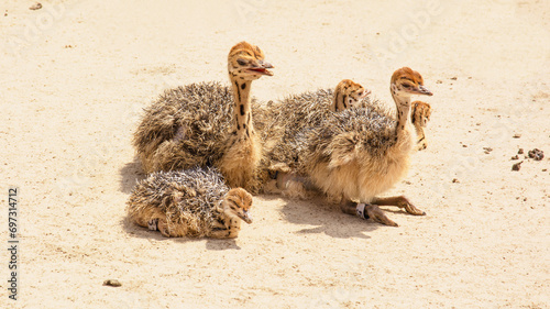 Beautiful young ostriches grazing in the zoo