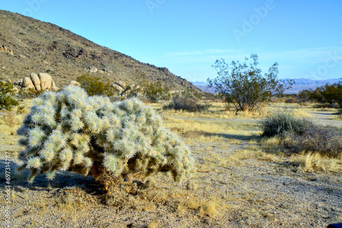 Cylindropuntia echinocarpa - Cholla Cactus Garden Sunset Mojave Desert Joshua Tree National Park photo