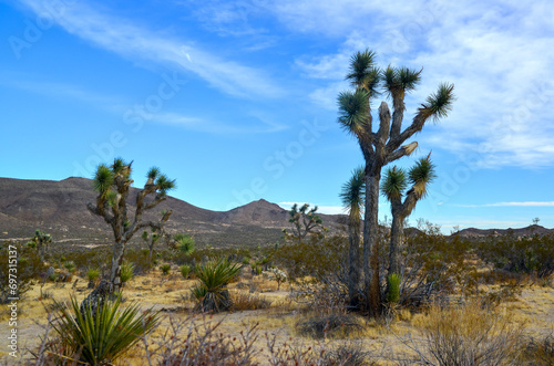 Landscape of stone desert in California  Joshua Tree - a giant yucca in Joshua Tree National Park