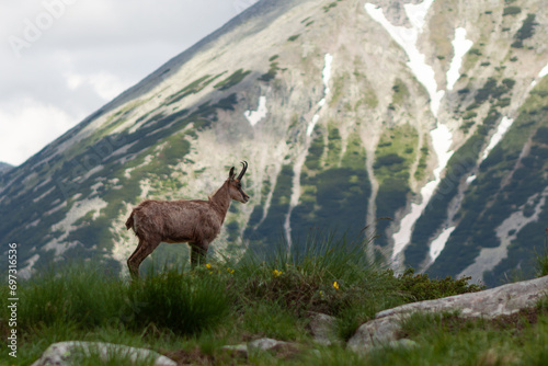 Chamois goat at Pirin national park in Bulgaria with mountain slope on background.