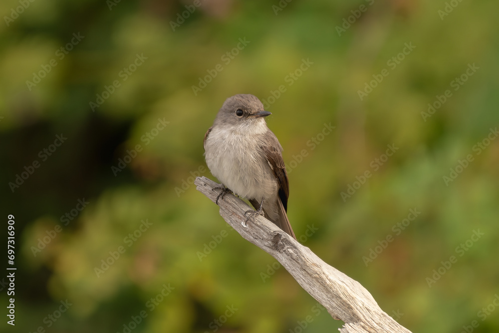 Swamp flycatcher or swamp alseonax - Muscicapa aquatica - perched with dark green background. Photo from Mansa Konko Province in the Gambia. Swamp flycatcher or swamp alseonax - Muscicapa aquatica - perched with dark green background. Photo from Mansa Konko Province in the Gambia.
