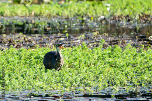 A wild great blue heron tosses a fish in its mouth after catching it in a natural wetland environment in the Pacific Northwest USA.