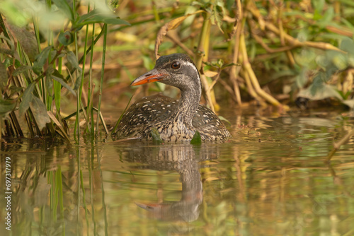 African finfoot - Podica senegalensis - swimming in calm brown water on Gambia River with brown green background. Picture from Janjabureh Province in the Gambia. photo