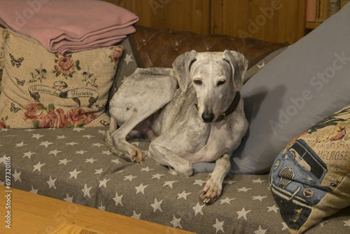 Obraz na płótnie windhund zuhause