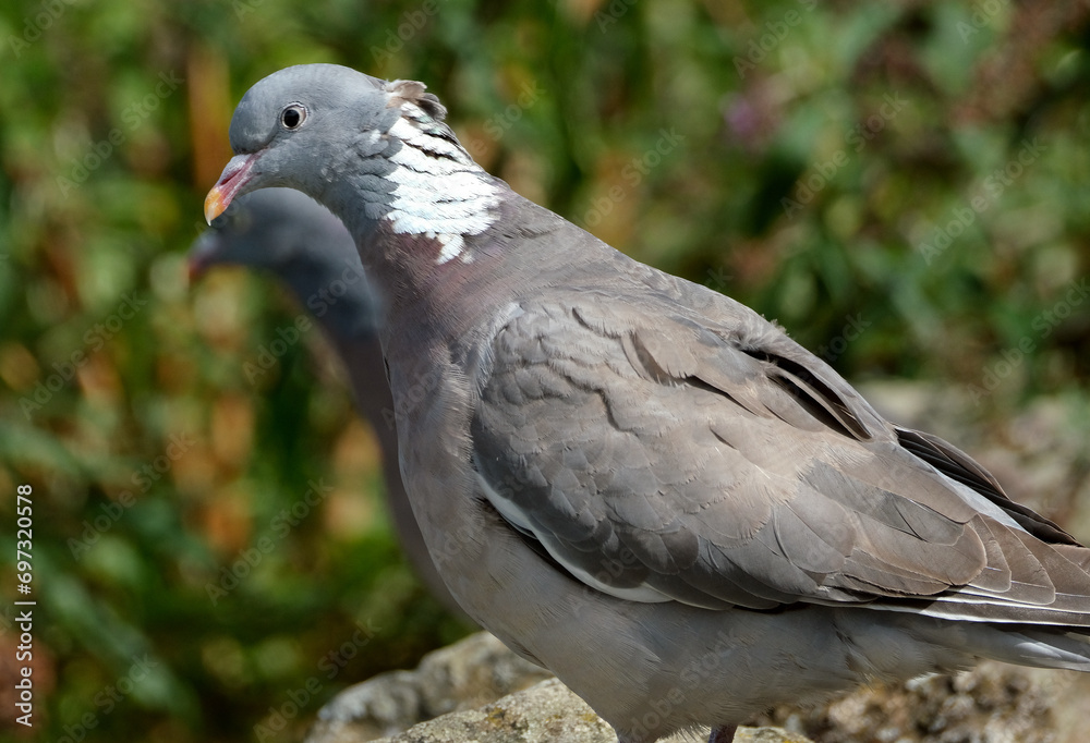 The common wood pigeon, also known as simply wood pigeon, is a large species in the dove and pigeon family, native to the western Palearctic. The common wood pigeon, also known as simply wood pigeon, is a large species in the dove and pigeon family, native to the western Palearctic.