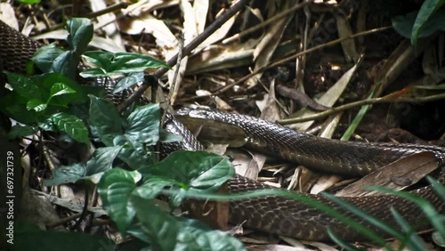 Closeup of Indian spectacled cobra, high uality footage. photo