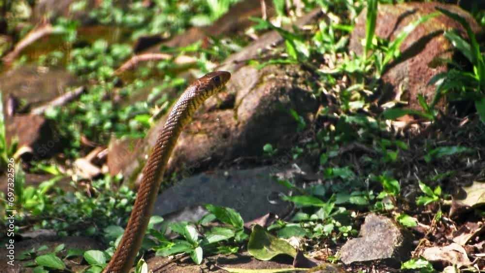 Closeup of a Indian rat snake, showcasing its details and gaze. Closeup of a Indian rat snake, showcasing its details and gaze.