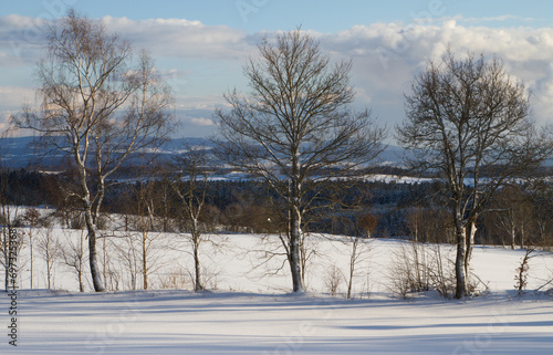 Winterzauber Bäume, schneebedeckte Wiese und Berge © Janine