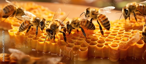 Bee farm with queen bees, prepared for queen breeding with royal jelly in plastic cells.