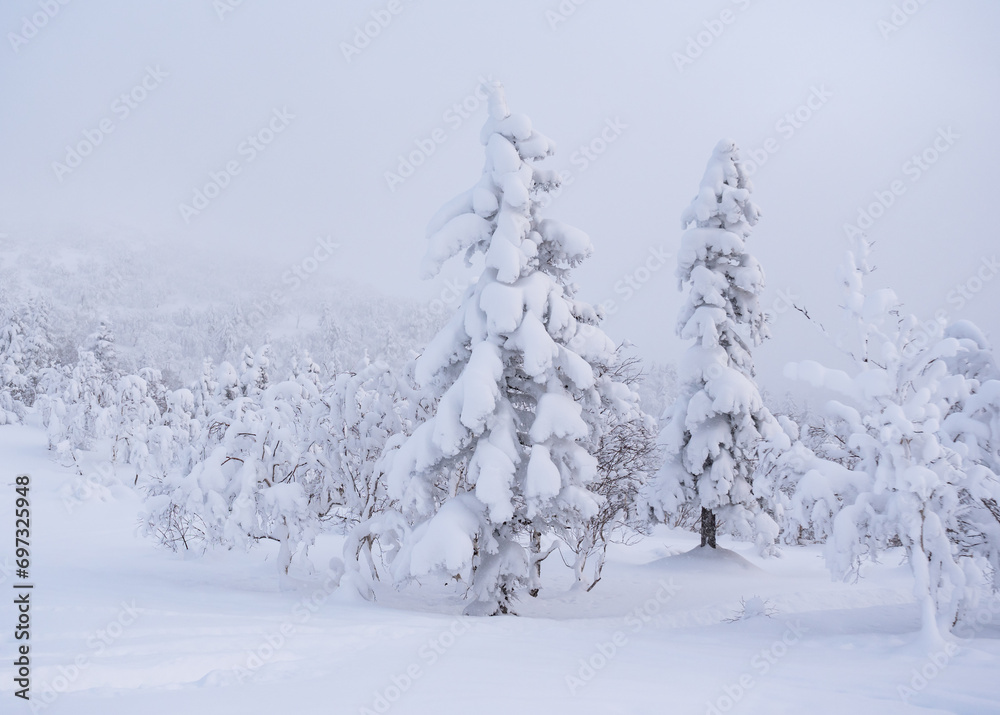 Naklejka premium Forest after a heavy snowfall. Morning in the winter forest with freshly fallen snow. Winter beautiful landscape with trees covered with snow.
