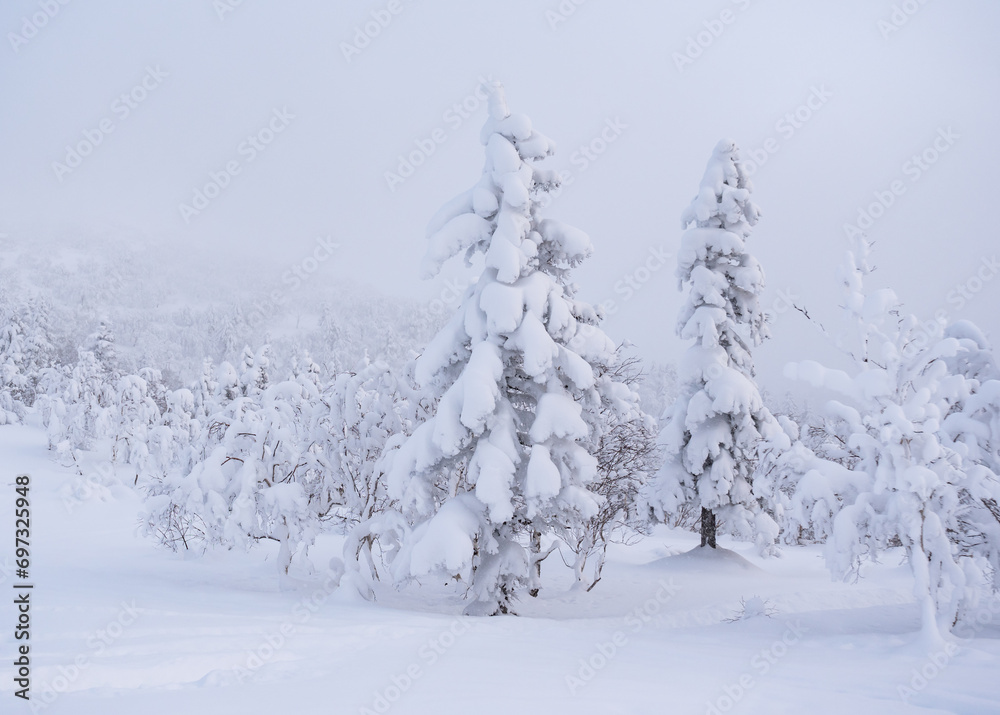 Forest after a heavy snowfall. Morning in the winter forest with freshly fallen snow. Winter beautiful landscape with trees covered with snow.