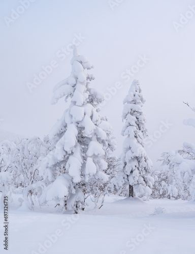 Forest after a heavy snowfall. Morning in the winter forest with freshly fallen snow. Winter beautiful landscape with trees covered with snow.
