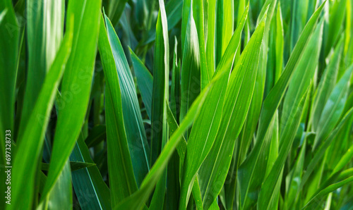 Nahaufnahme von grünen Maisblättern auf einem Feld