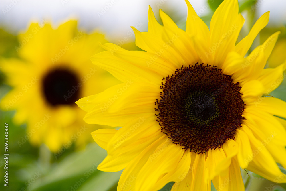 Zwei strahlende Sonnenblumen als Nahaufnahme Zwei strahlende Sonnenblumen als Nahaufnahme
