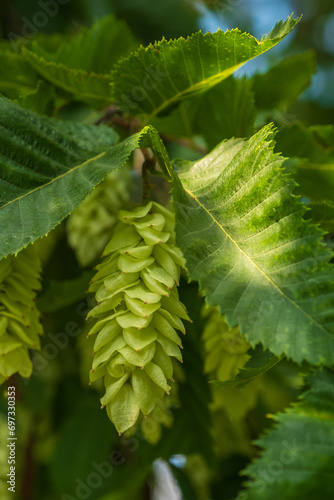 Ostrya carpinifolia Hopfenbuche Frucht photo