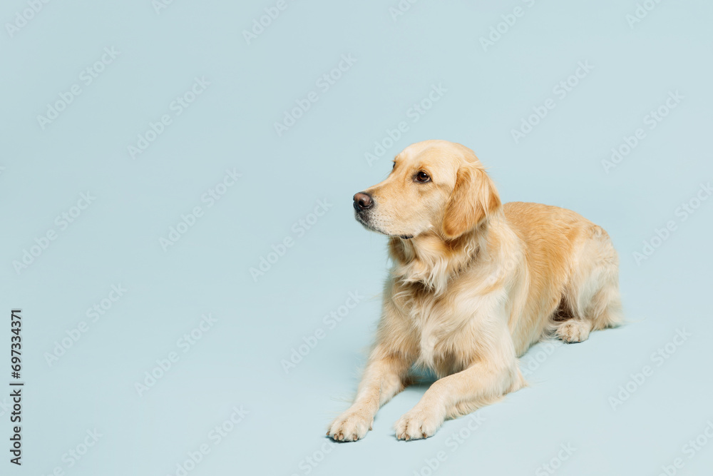 Full body cute adorable lovely purebred golden retriever Labrador dog laying down isolated on plain pastel light blue background studio portrait. Taking care about animal pet, canine breed concept.