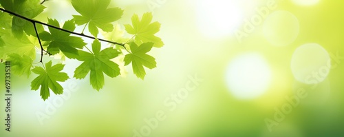 greenery scenery under green leaves branch tree shade with bright light, green park outdoor background backdrop wallpaper, Generative Ai