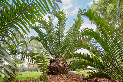 Cycad in Garden