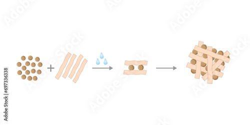 Gluten Formation, Disulfide Bond Formation From mixing two molecules of Gliadin and Glutenin with Water. Gluten Mesh structure. Scientific design. Vector Illustration.