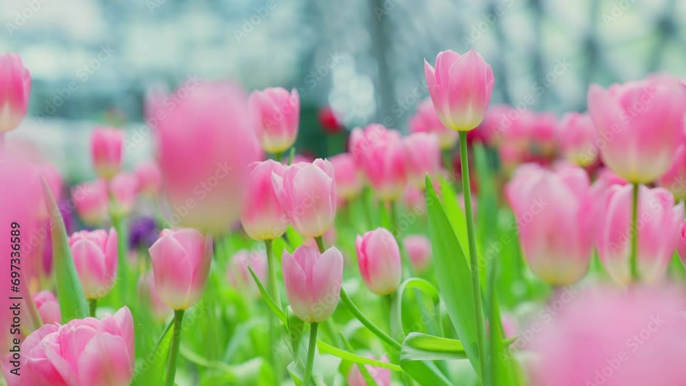 Slow motion close-up shot view of bouquet blooming white and pink tulips in the garden. Spring, cool weather, winter, Natural landscape with spring flowers. beautiful field flowers. Slow motion close-up shot view of bouquet blooming white and pink tulips in the garden. Spring, cool weather, winter, Natural landscape with spring flowers. beautiful field flowers.