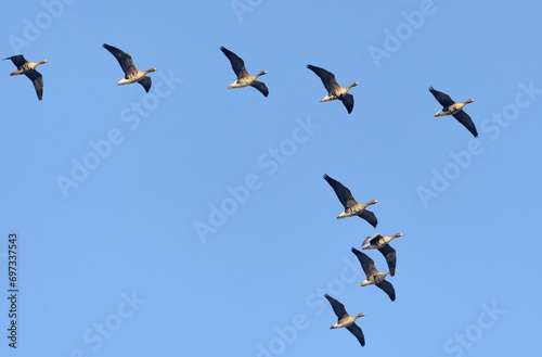 Not big flock of greater white-fronted geese (Anser albifrons) in flight over morning spring blue sky  photo