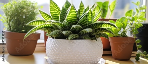 Mature haworthia plant with ready roots for white ceramic pot. photo
