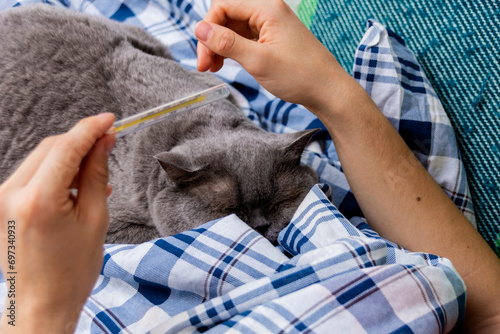 A man strokes a domestic gray cat lying in bed and checks his temperature on a thermometer. The concept of home treatment. Close-up.
