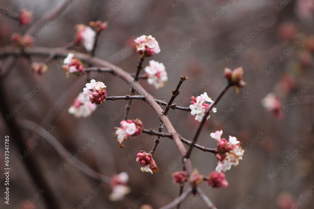 Cherry Blossoms Cherry Blossoms