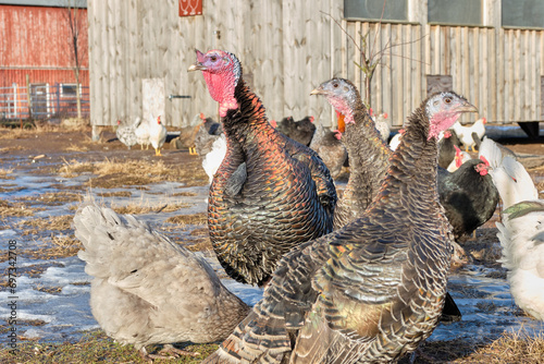 Free-range chickens and turkeys on a farm in Skaraborg in Vaestra Goetaland in Sweden photo