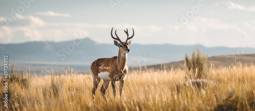 Pronghorn Antelope Buck outlined on a grassy hill photo