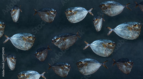 Collage with moonfish on a dark background photo