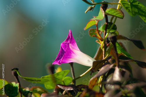 white and pink surfinias in a flowerbed photo