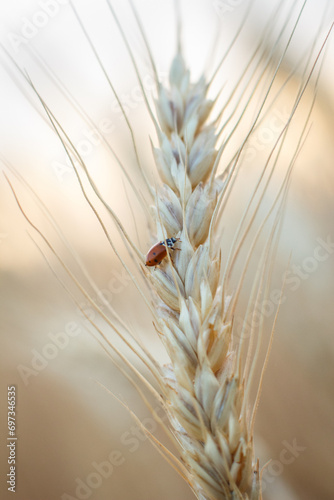 Spikelet of wheat at sunset in macro, wheat close up