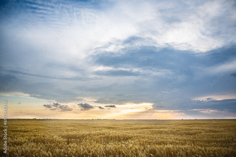 Large wheat field at sunset, golden wheat field