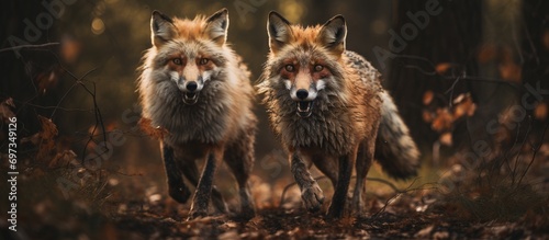 Foxes in rural areas. © TheWaterMeloonProjec