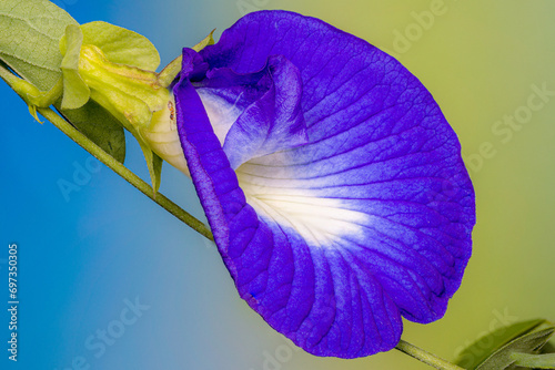Blue Pea - Clitoria Ternatea