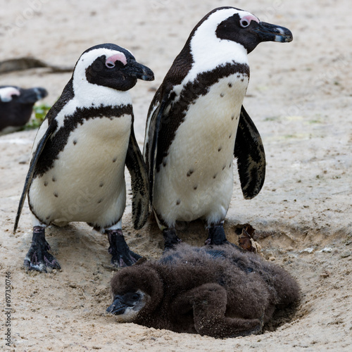 African penguin in Cape Town, South Africa