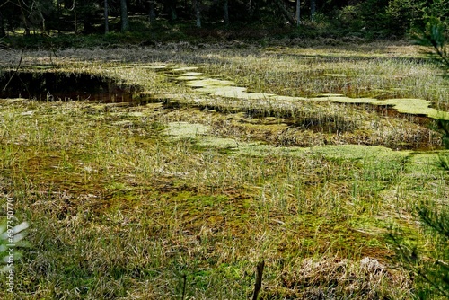 Moor-Landschaft