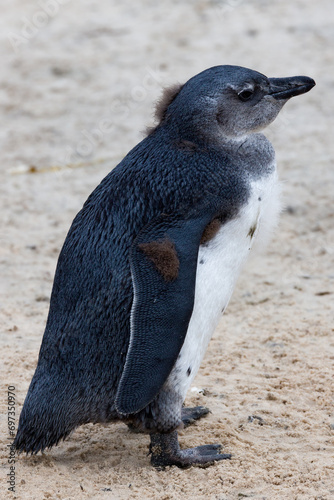 African penguin in Cape Town, South Africa