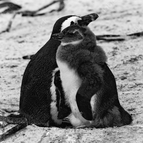 African penguin in Cape Town, South Africa