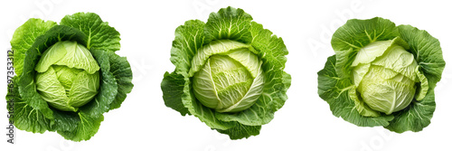 Set of green cabbage top view isolated on white or transparent background photo