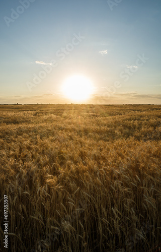 Large wheat field at sunset  golden wheat field