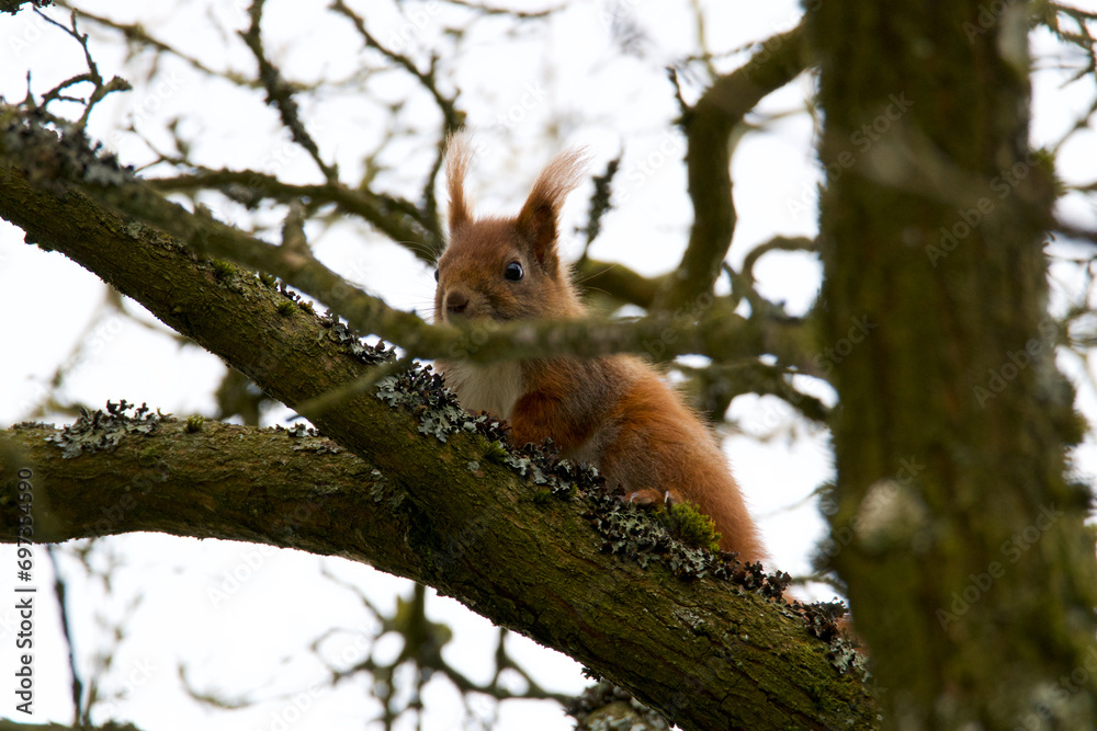 The squirrel looks down curiously from the tree The squirrel looks down curiously from the tree
